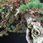 Pinus Pentaphylla - Goyomatsu Hokkaido - immagine 7