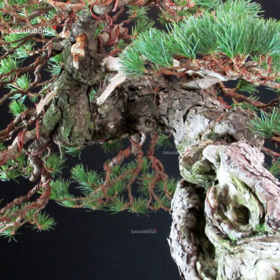 Pinus Pentaphylla - Goyomatsu Hokkaido - immagine 7