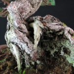 Pinus Pentaphylla - Goyomatsu Hokkaido - immagine 8