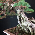 Pinus Pentaphylla - Goyomatsu Hokkaido - immagine 9