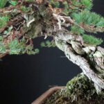 Pinus Pentaphylla - Goyomatsu Hokkaido - immagine 10