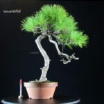 Pinus Densiflora - Akamatsu