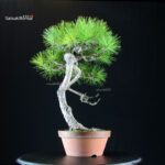 Pinus Densiflora - Akamatsu - immagine 2