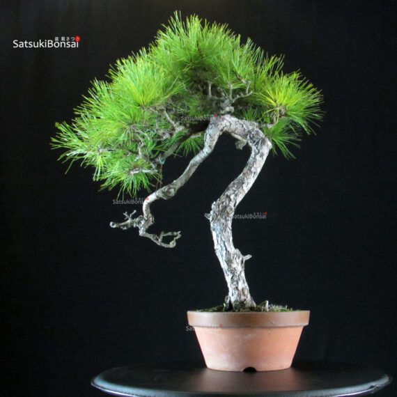 Pinus Densiflora - Akamatsu - immagine 4