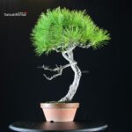 Pinus Densiflora - Akamatsu - immagine 3