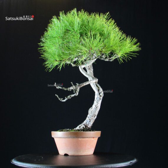 Pinus Densiflora - Akamatsu - immagine 3