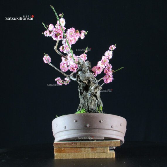 Prunus Mume - Albicocco da fiore - immagine 3