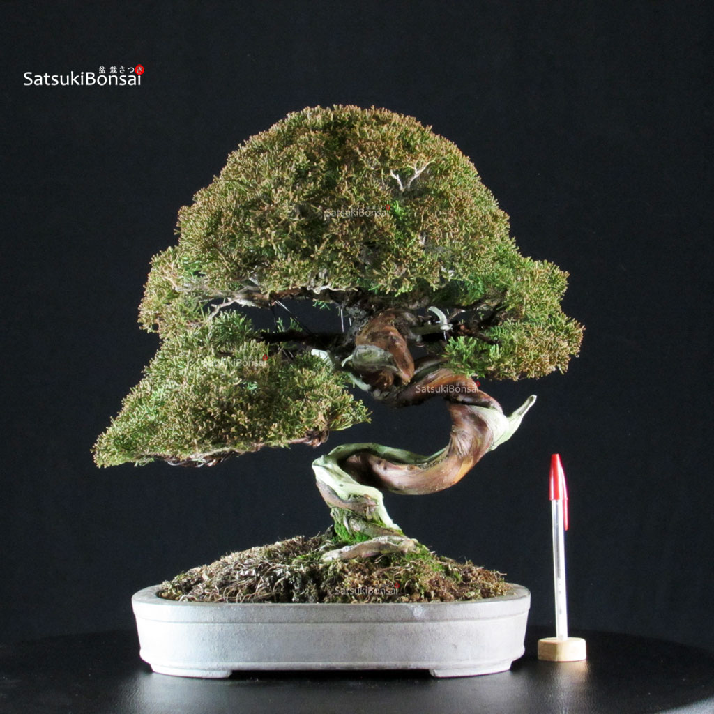 6523_1-Juniperus-chinensis-itoigawa Juniperus Chinensis Itoigawa Hokkaido - immagine 1