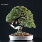 Juniperus Chinensis Itoigawa Hokkaido - immagine 4