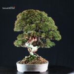 Juniperus Chinensis Itoigawa Hokkaido - immagine 3
