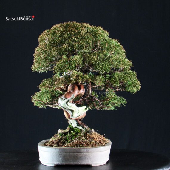 Juniperus Chinensis Itoigawa Hokkaido - immagine 3