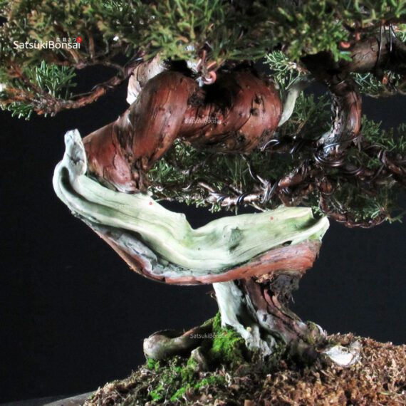 Juniperus Chinensis Itoigawa Hokkaido - immagine 7