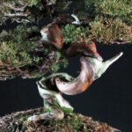 Juniperus Chinensis Itoigawa Hokkaido - immagine 6