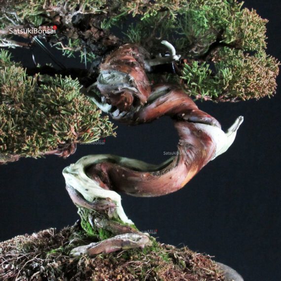 Juniperus Chinensis Itoigawa Hokkaido - immagine 5