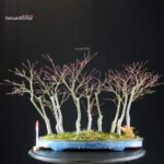 Acero Palmato Nomura bosco