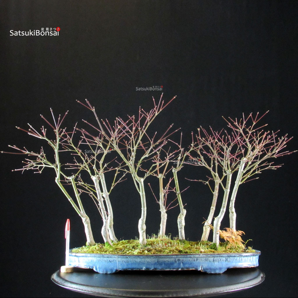 BC-225_1-Acer-palmatum-nomura Acero Palmato Nomura bosco - immagine 1