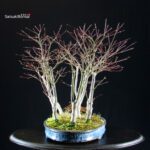 Acero Palmato Nomura bosco - immagine 3