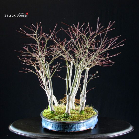 Acero Palmato Nomura bosco - immagine 3