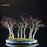 Acero Palmato Nomura bosco - immagine 5