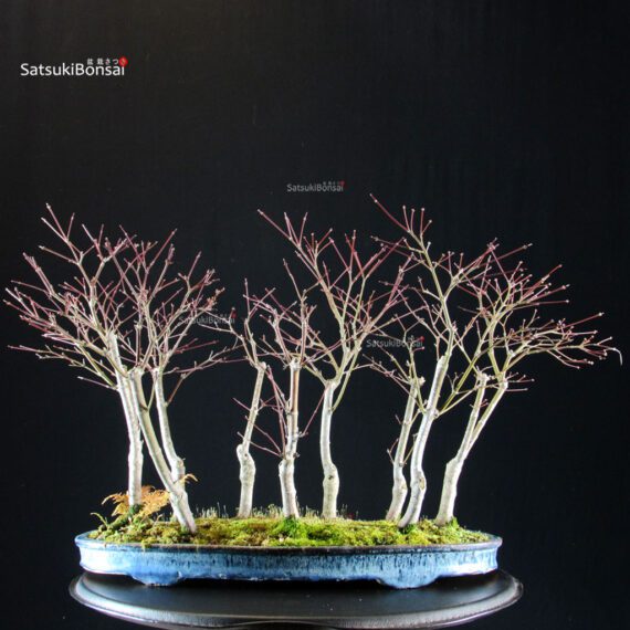 Acero Palmato Nomura bosco - immagine 5