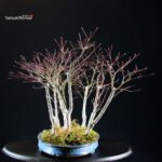 Acero Palmato Nomura bosco - immagine 4