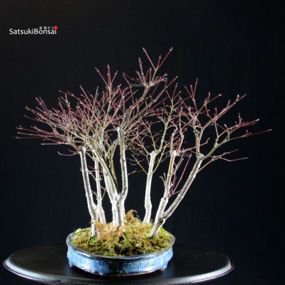 Acero Palmato Nomura bosco - immagine 4