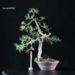 Pinus Sylvestris - Pino silvestre