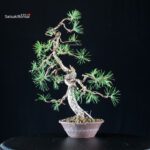 Pinus Sylvestris - Pino silvestre - immagine 2