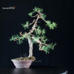 Pinus Sylvestris - Pino silvestre - immagine 4