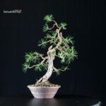 Pinus Sylvestris - Pino silvestre - immagine 3