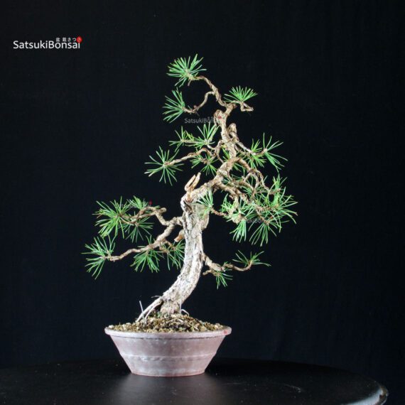 Pinus Sylvestris - Pino silvestre - immagine 3