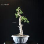 Pinus Sylvestris - Pino silvestre - immagine 4