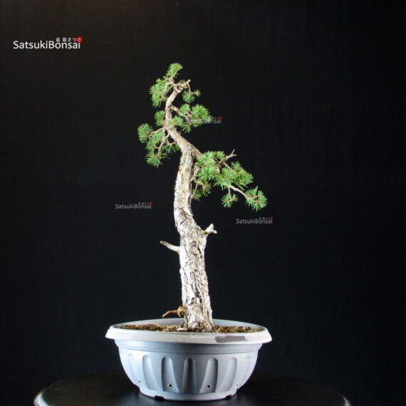 Pinus Sylvestris - Pino silvestre - immagine 4