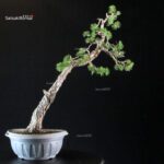 Pinus Sylvestris - Pino silvestre - immagine 3