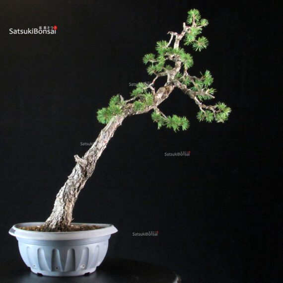 Pinus Sylvestris - Pino silvestre - immagine 3