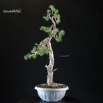 Pinus Sylvestris - Pino silvestre - immagine 2