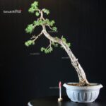 Pinus Sylvestris - Pino silvestre