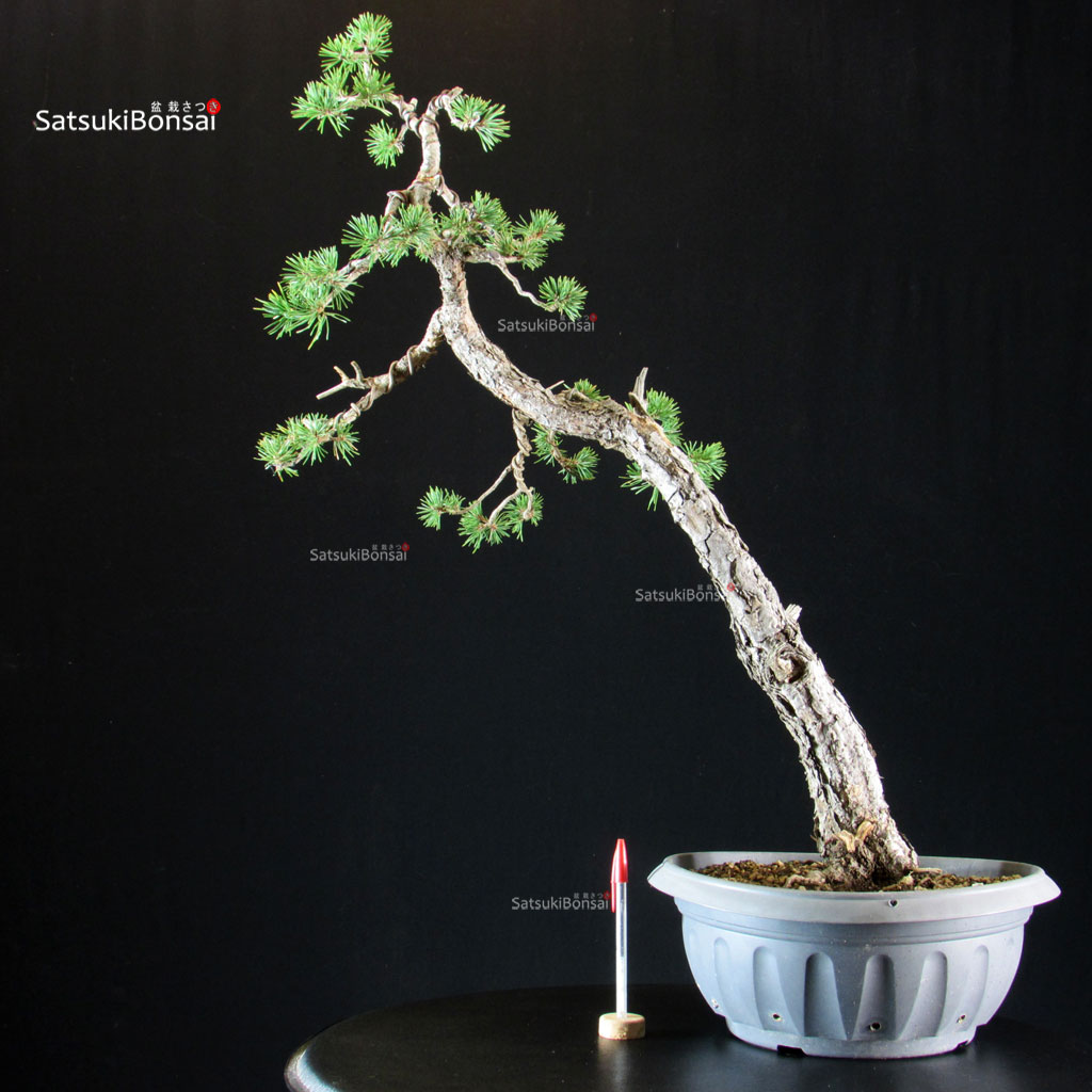 CV-25117_pinus-sylvestris Pinus Sylvestris - Pino silvestre - immagine 1