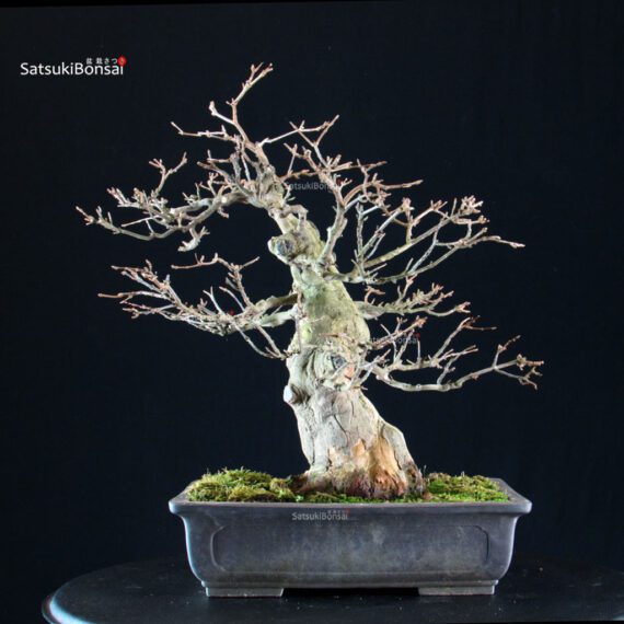 Acer buergerianum - acero tridente - Kaede - immagine 2