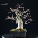 Acer buergerianum - acero tridente - Kaede - immagine 5