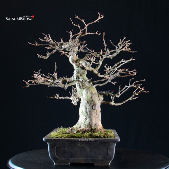 Acer buergerianum - acero tridente - Kaede - immagine 5