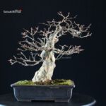 Acer buergerianum - acero tridente - Kaede - immagine 4