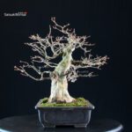 Acer buergerianum - acero tridente - Kaede - immagine 3