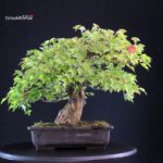 Acer buergerianum - acero tridente - Kaede