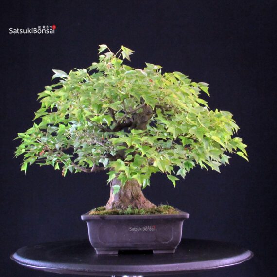 Acer buergerianum - acero tridente - Kaede - immagine 2