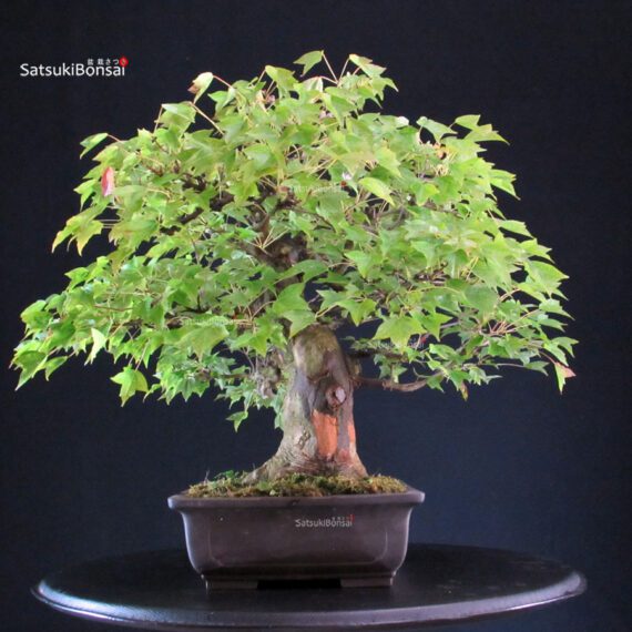 Acer buergerianum - acero tridente - Kaede - immagine 4