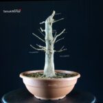 Acer buergerianum - acero tridente - Kaede - immagine 2