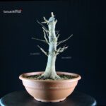 Acer buergerianum - acero tridente - Kaede - immagine 4