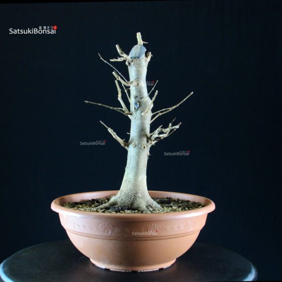 Acer buergerianum - acero tridente - Kaede - immagine 4