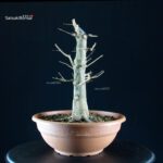 Acer buergerianum - acero tridente - Kaede - immagine 3